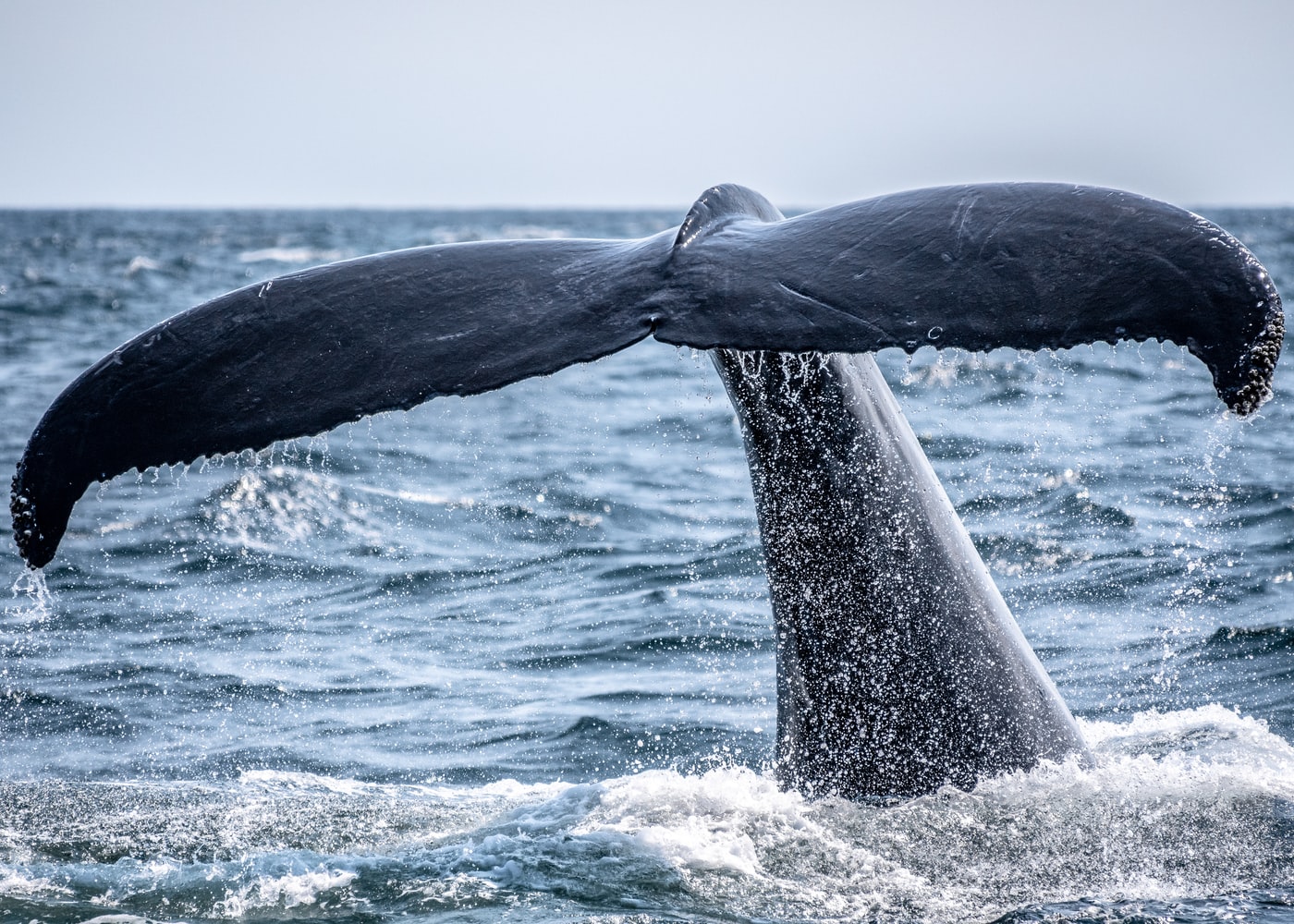 ballenas