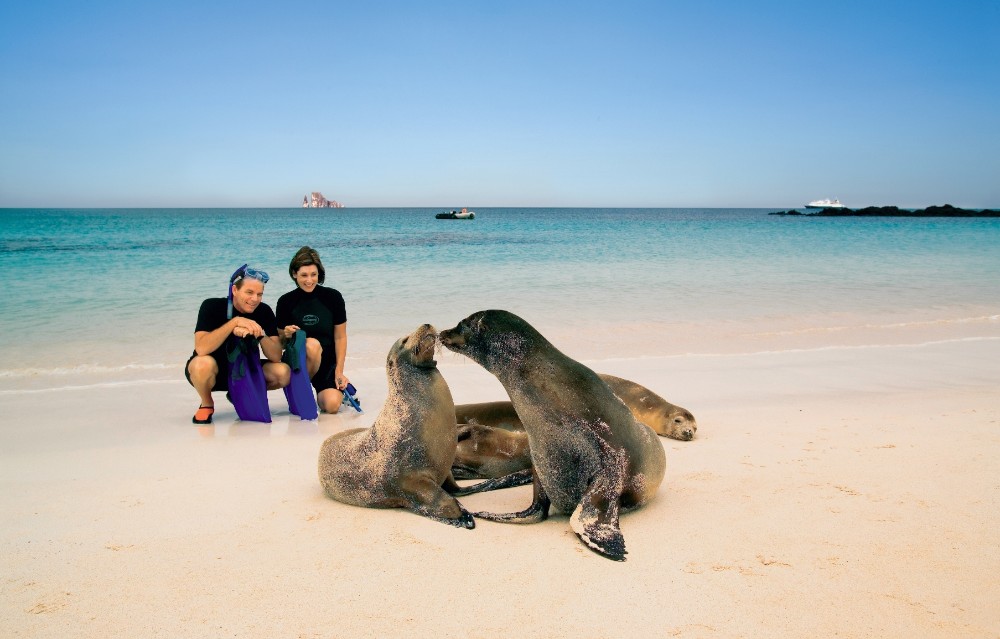 pareja observa dos leones marinos en la playa