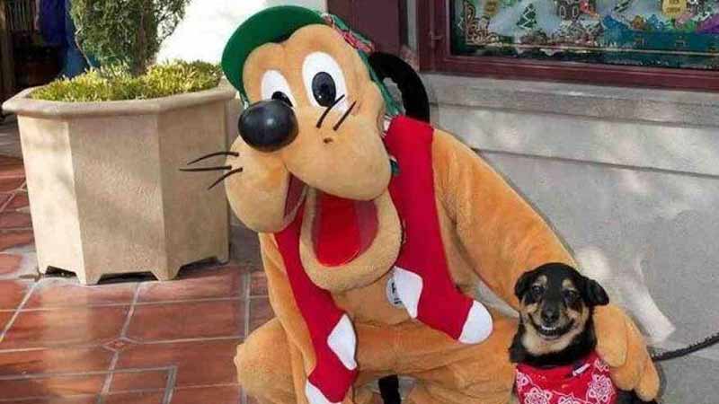 Hoteles de Disney en Orlando tendrán como huéspedes a  perros