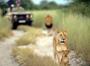 Sudáfrica: Naturaleza, vinos y servicios de cirugía estética se unen a atractivos del mundial de fútbol