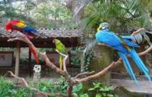 Honduras promueve aviturismo en Feria Internacional de Turismo