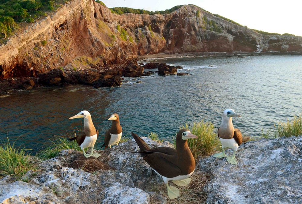 observación de aves en Riviera Nayarit