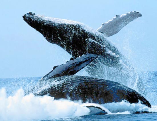 Una guía para la observación de ballenas jorobadas en la costa de Ecuador