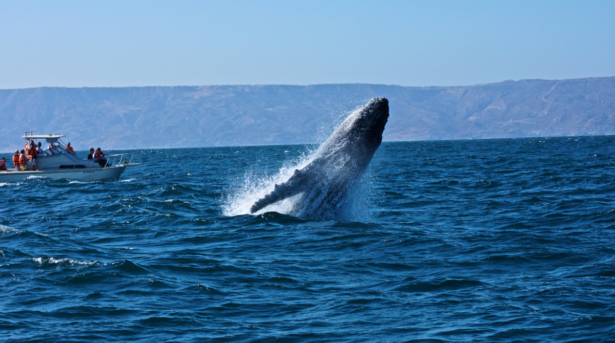 Paracas