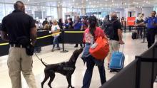 perros, aeropuerto de Miami