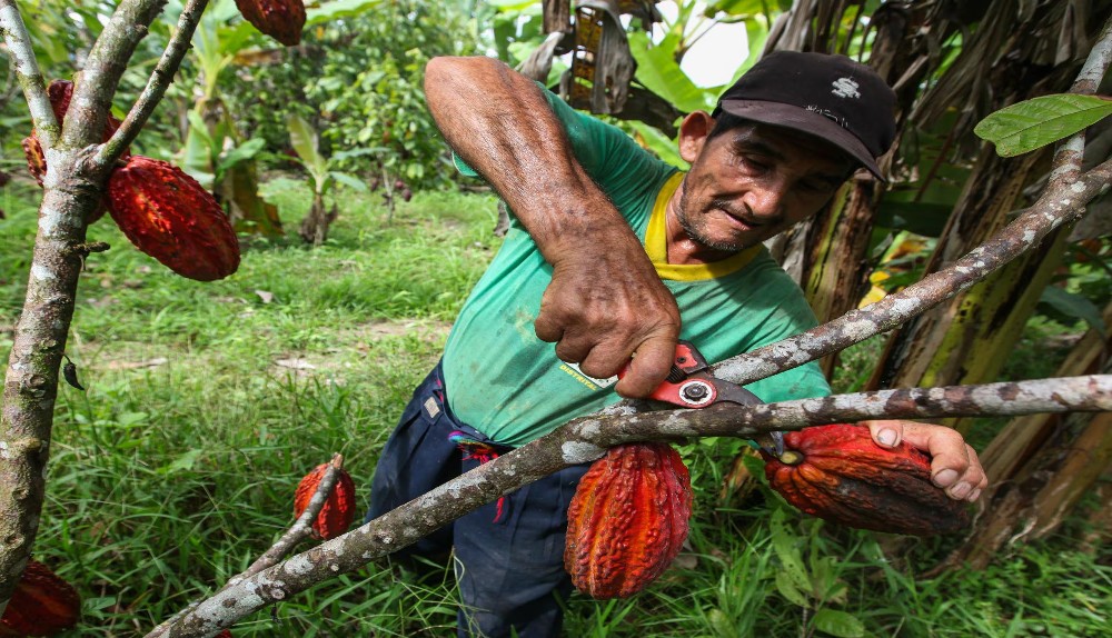 Cacao