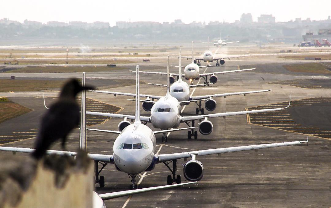 aviones listos para despegar, pájaro negro