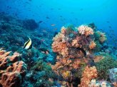 República Dominicana: Arrecifes de coral del Caribe podrían desaparecer hacia el 2060