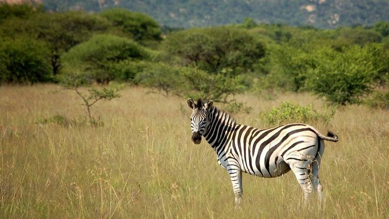 Avanza nueva Agenda para África