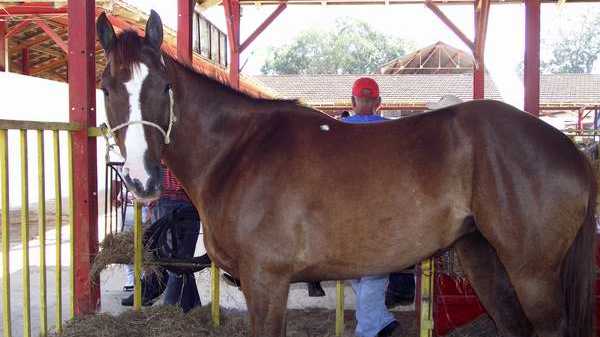 Feria Agroindustrial tendrá mayor número de participantes extranjeros