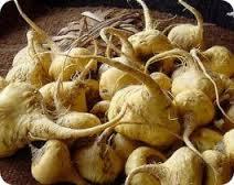 La maca devendrá patrimonio genético, étnico y cultural de Perú