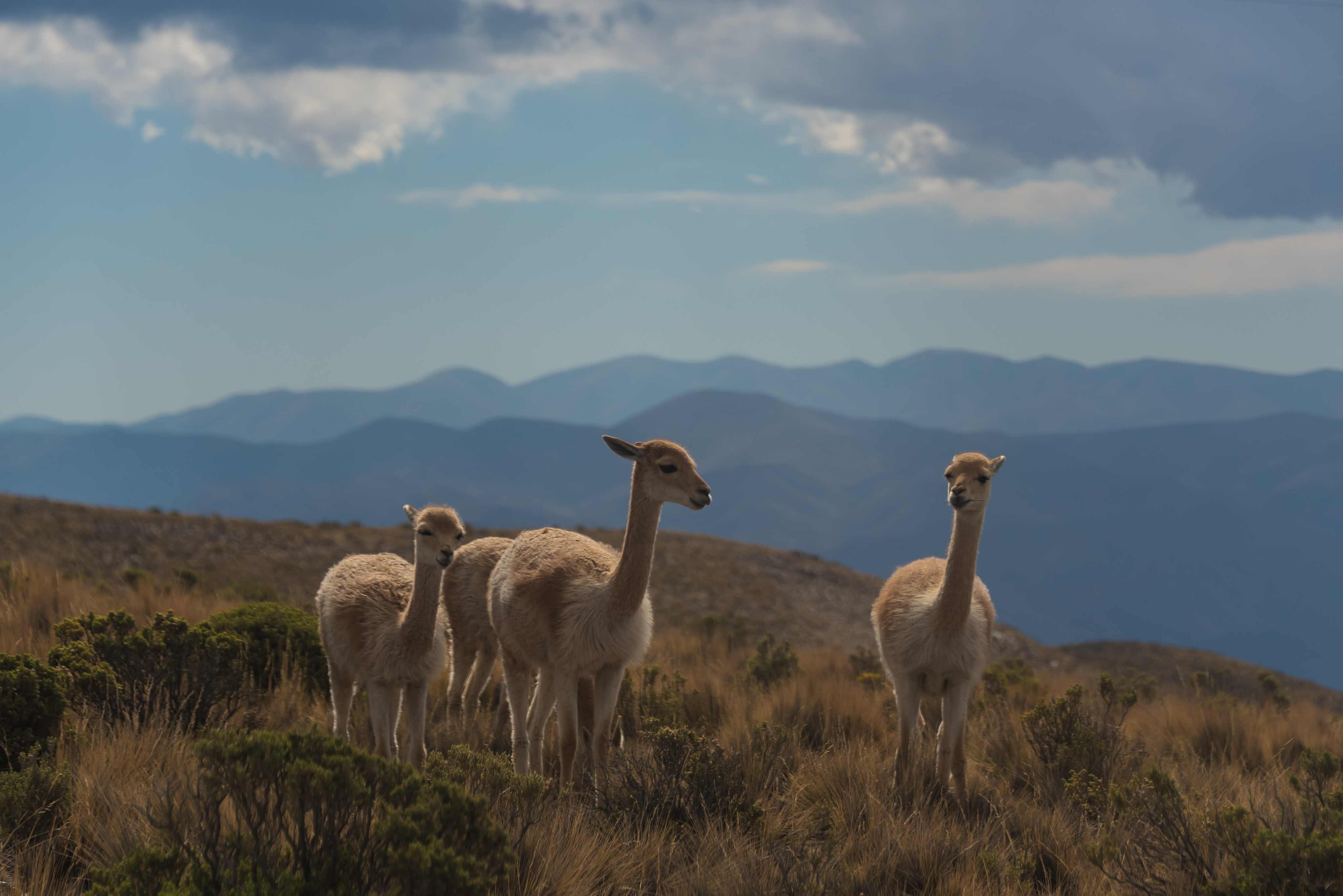 Argentina