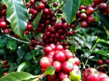 (Santiago de Cuba en cuenta regresiva: faltan  353 días) Emprenden santiagueros cosecha cafetalera 