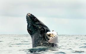 Las ballenas: importante atractivo turístico de Panamá