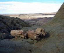 Historia milenaria en los bosques petrificados de Argentina