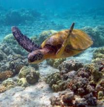 Brasil, un destino de “gran porte” para los amantes del buceo