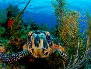 Islas Caimán: Bloody Bay, uno de los mejores sitios para el buceo en el Caribe