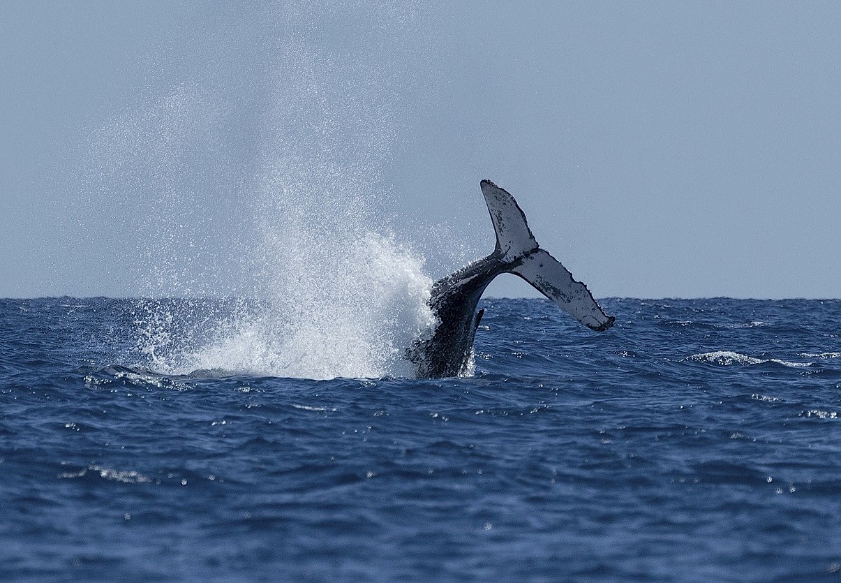 ballenas