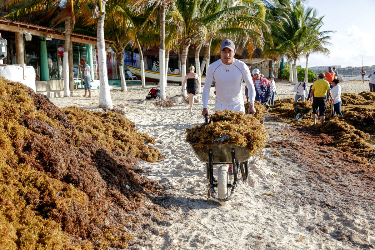 sargazo en las costas mexicanas