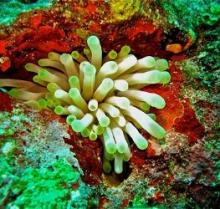 Cuba: Jardines de la Reina, buceo en un paraíso de gran biodiversidad