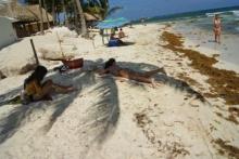 Severa invasión de sargazos impacta a playas del Caribe