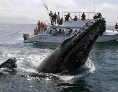 Ecuador: Temporada de observación de ballenas, una práctica turística que sigue ganando seguidores