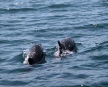 Guatemala regulará observación de ballenas en sus aguas