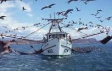 Belice prohibirá desde el 1 de enero todas las formas de pesca de arrastre en sus aguas jurisdiccionales