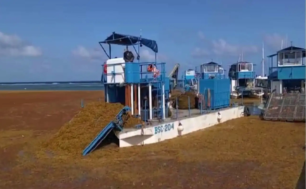 Royal Caribbean sargazo