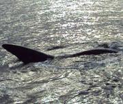 Argentina, más ballenas en Chubut