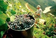 Enoturismo en España: escapada de fin de semana y en pareja