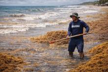 sargazo en México